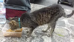 Chat trouvé Européen