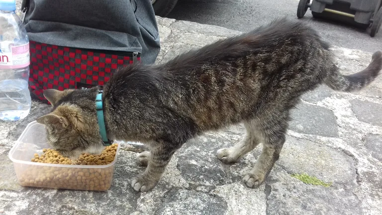 Chat trouvé