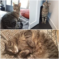 Chat perdu Européen