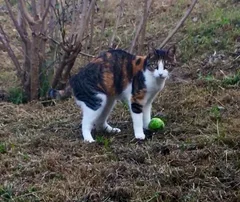 Chat perdu Sans race particulière