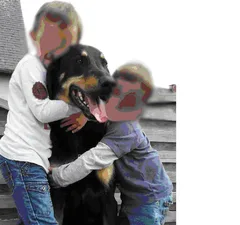 Chien perdu Beauceron
