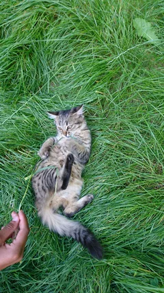 Chat perdu Européen