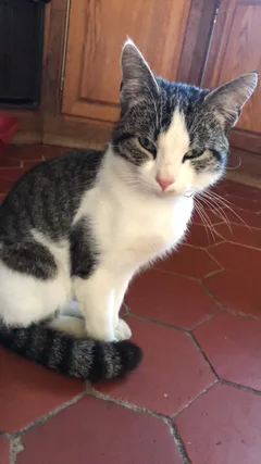 Chat trouvé Européen