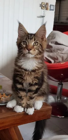 Chat perdu Maine Coon