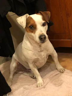 Chien perdu Jack-Russell-Terrier
