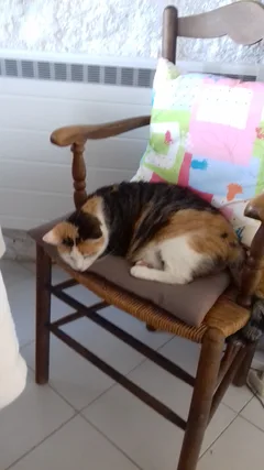 Chat perdu Sans race particulière