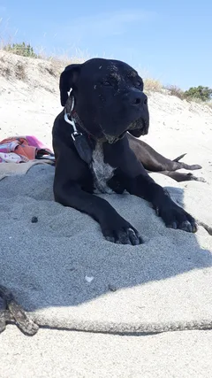 Chien perdu Cane Corso