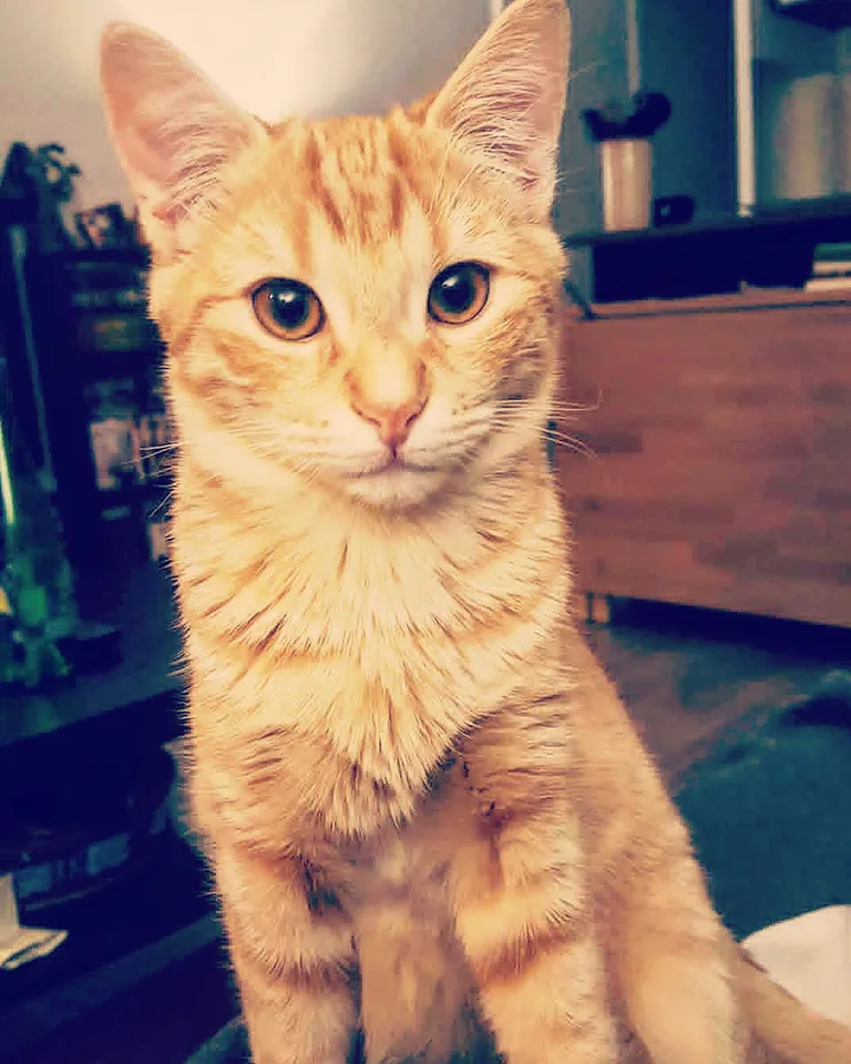 Aldo