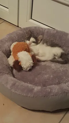Chat perdu Angora Turc