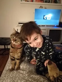 Chat perdu Européen