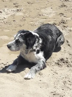 Chien perdu Griffon Korthals