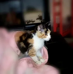 Chat trouvé Européen