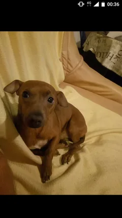 Chien perdu Pinscher