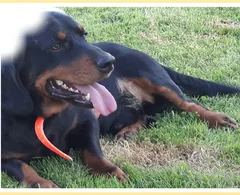 Chien perdu Basset des Alpes