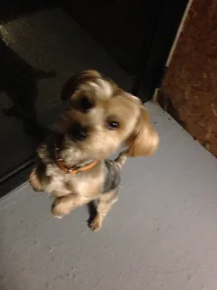 Chien trouvé Yorkshire Terrier