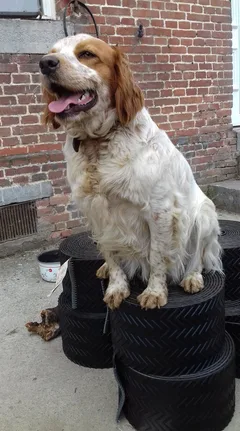 Chien perdu Epagneul Breton