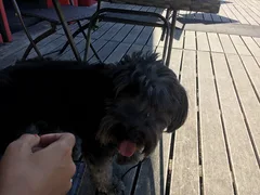 Chien trouvé Terrier du Tibet