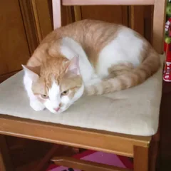 Chat perdu Européen