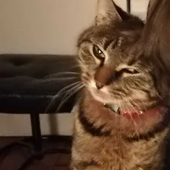 Chat perdu Européen