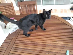Chat perdu Européen