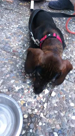 Chien trouvé Teckel