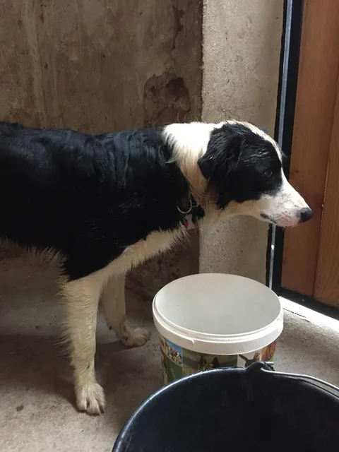 Chien trouvé
