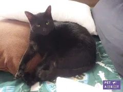 Chat perdu Européen