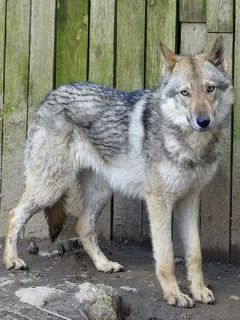 Chien trouvé Chien Loup de Saarloos