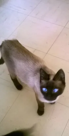 Chat perdu Siamois