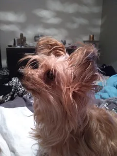 Chien perdu Yorkshire Terrier