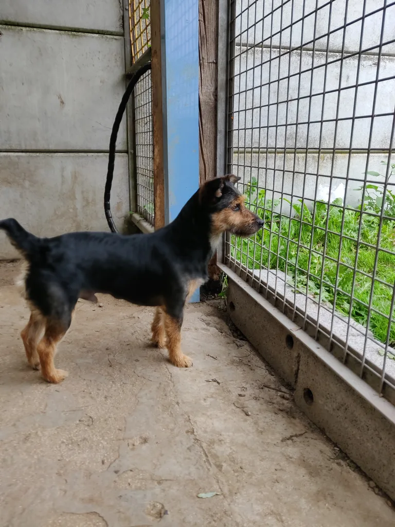 Chien trouvé