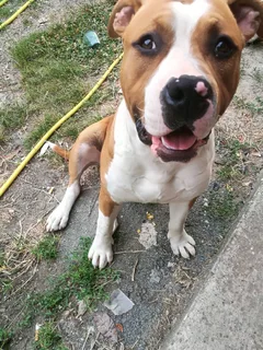 Chien perdu American-Staffordshire-Terrier