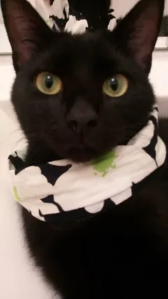 Chat perdu Européen