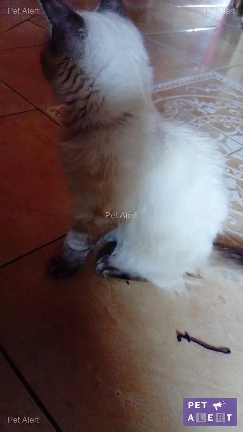 Chat trouvé