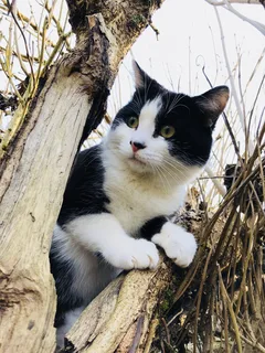 Chat perdu Européen