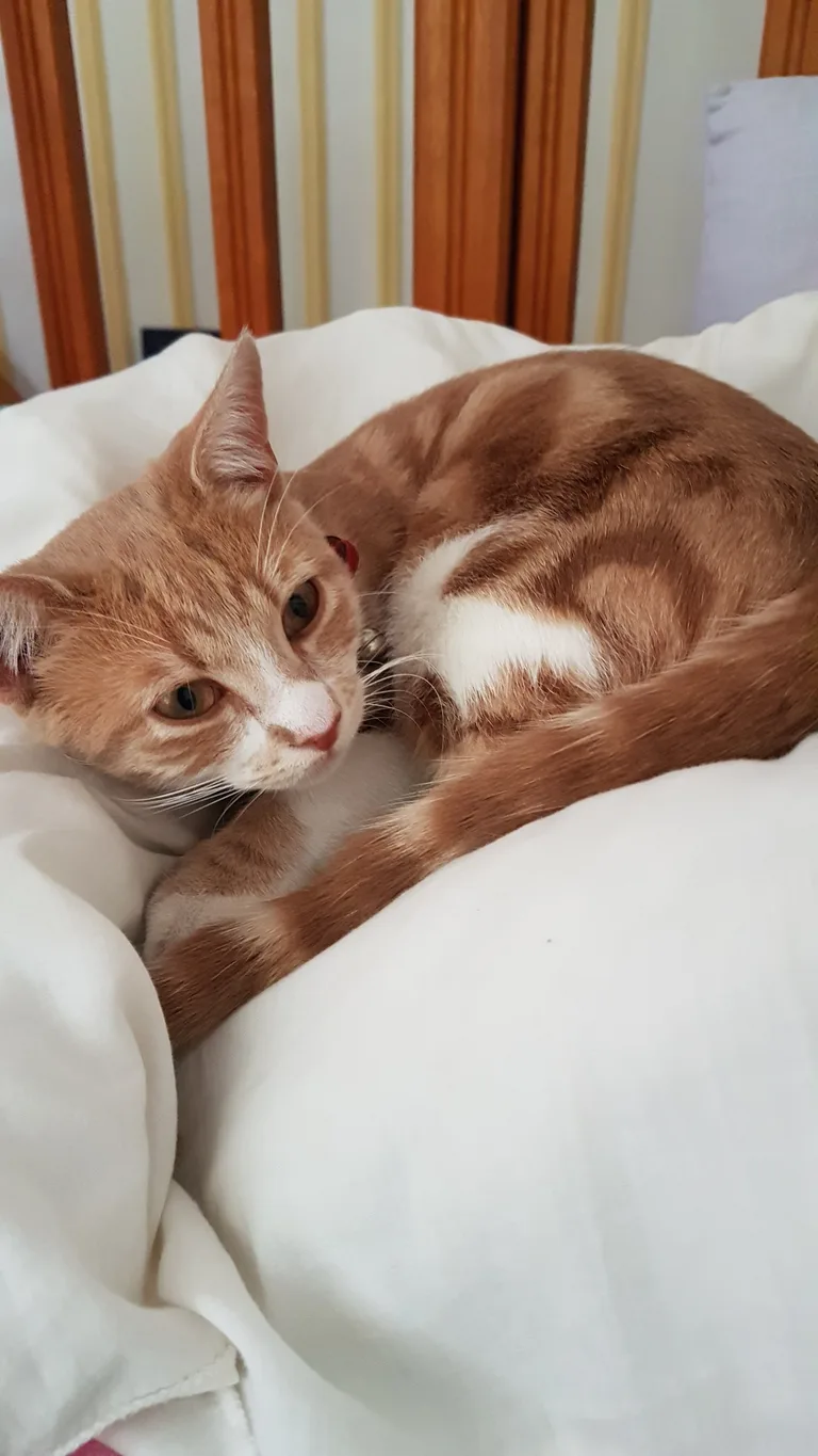 Chat trouvé