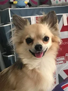 Chien perdu Chihuahua