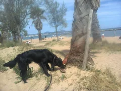 Chien perdu Setter Irlandais