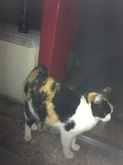 Chat trouvé Européen