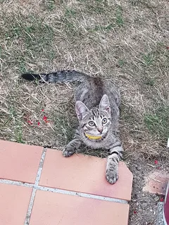 Chat perdu Croisé