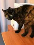 Chat trouvé Européen