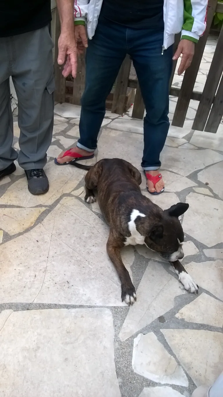 Chien trouvé