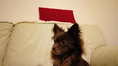 Chien perdu Chihuahua