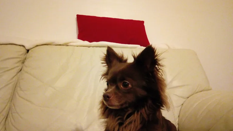 Tchoupi
