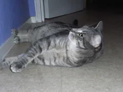 Chat perdu Sans race particulière