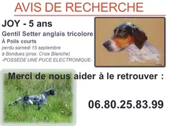 Chien perdu Setter Anglais