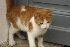 Chat trouvé Chat Tigre