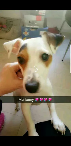 Chien perdu Jack-Russell-Terrier