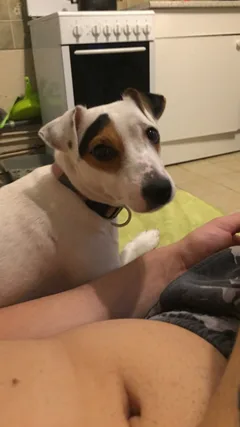 Chien perdu Jack-Russell-Terrier