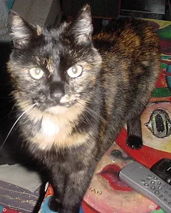 Chat perdu Européen